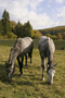 Horses of Csipkéskút - by Helga